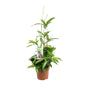 Dracaena Surculosa (Gold Palm) – Ø17cm ↕55cm | Easy maintenance