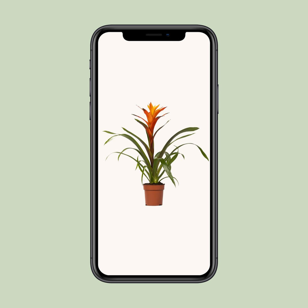 Guzmania Variada – Ø12cm ↕50cm | Easy maintenance