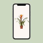 Guzmania Variada – Ø12cm ↕50cm | Easy maintenance