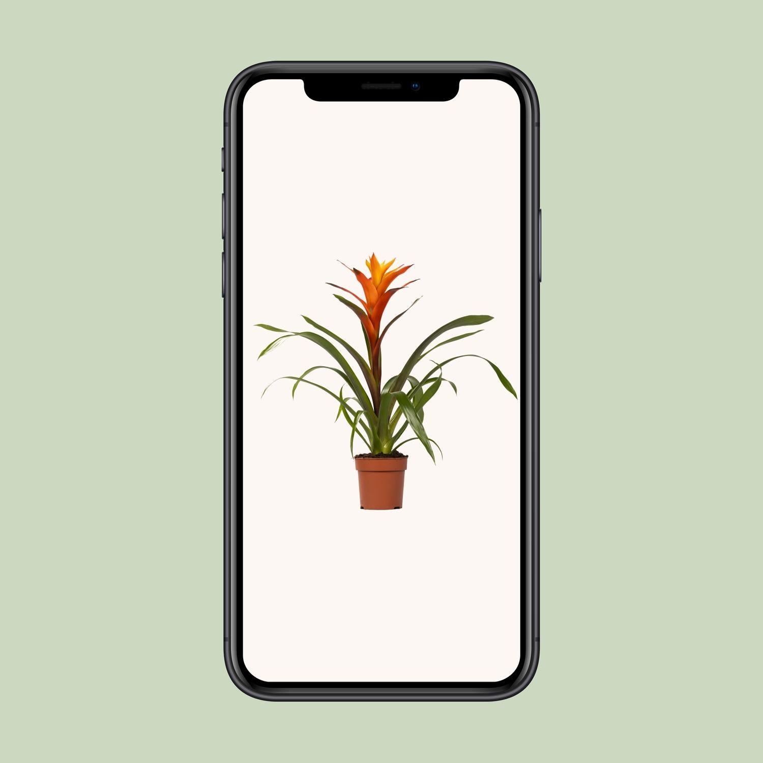 Guzmania Variada – Ø12cm ↕50cm | Easy maintenance