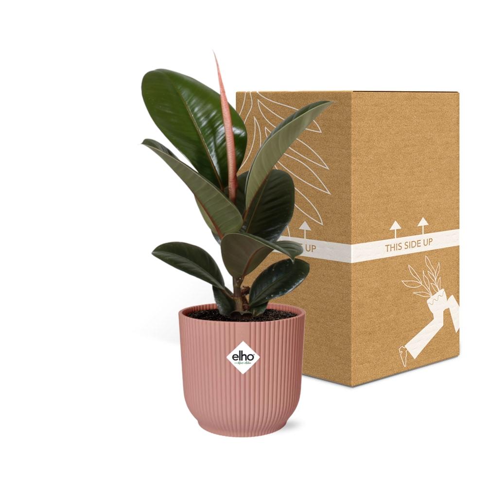 Ficus elastica 'Robusta' in ELHO Vibes Fold 14cm – Pink | Average maintenance