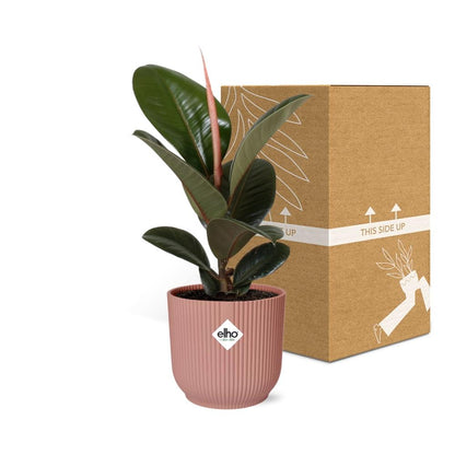 Ficus elastica 'Robusta' in ELHO Vibes Fold 14cm – Pink | Average maintenance