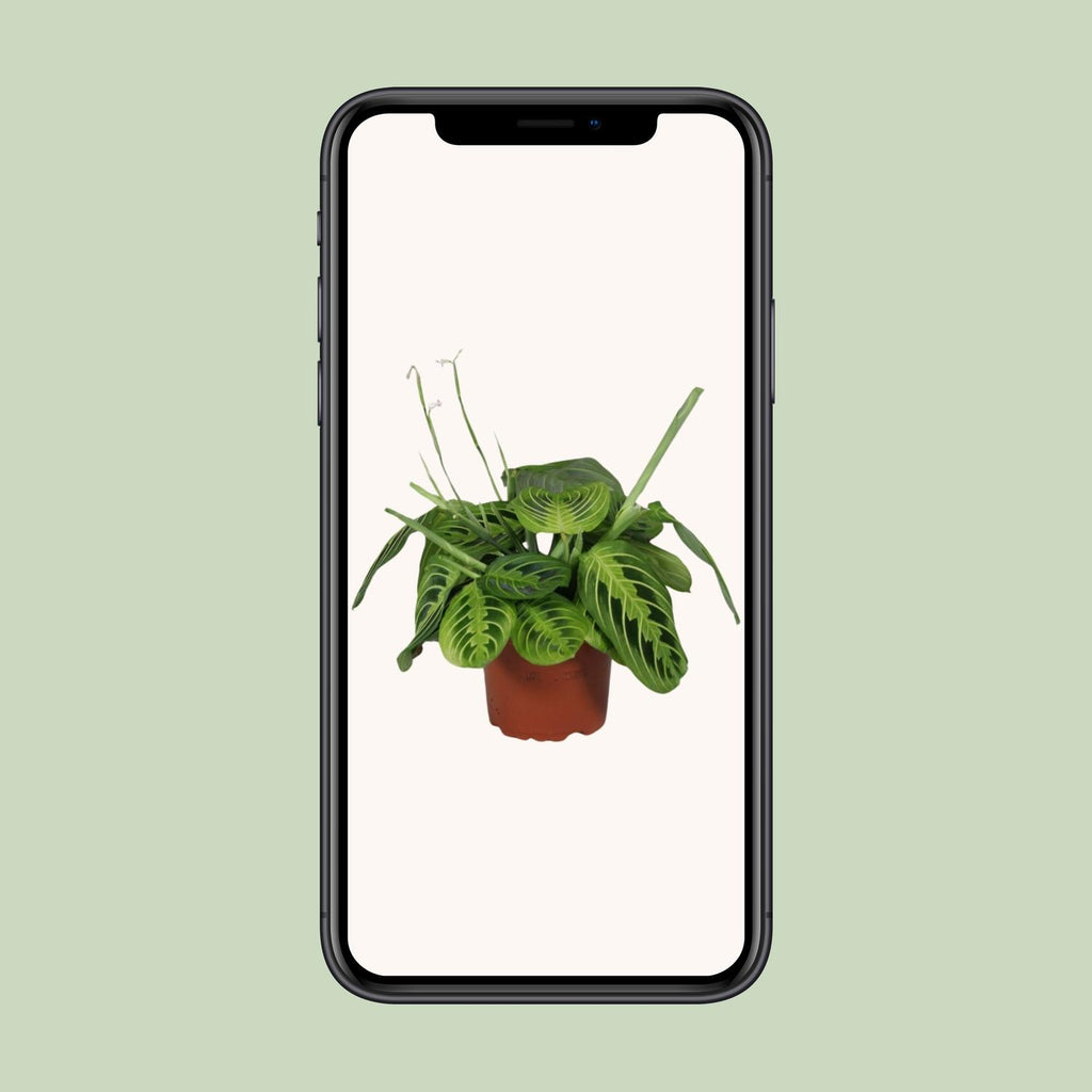 Maranta Leuconeura Fascinator Lemon Lime (Biddende Plant) – Ø12cm ↕30cm | Gemiddeld onderhoud