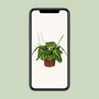 Maranta Leuconeura Fascinator Lemon Lime (Biddende Plant) – Ø12cm ↕30cm | Gemiddeld onderhoud