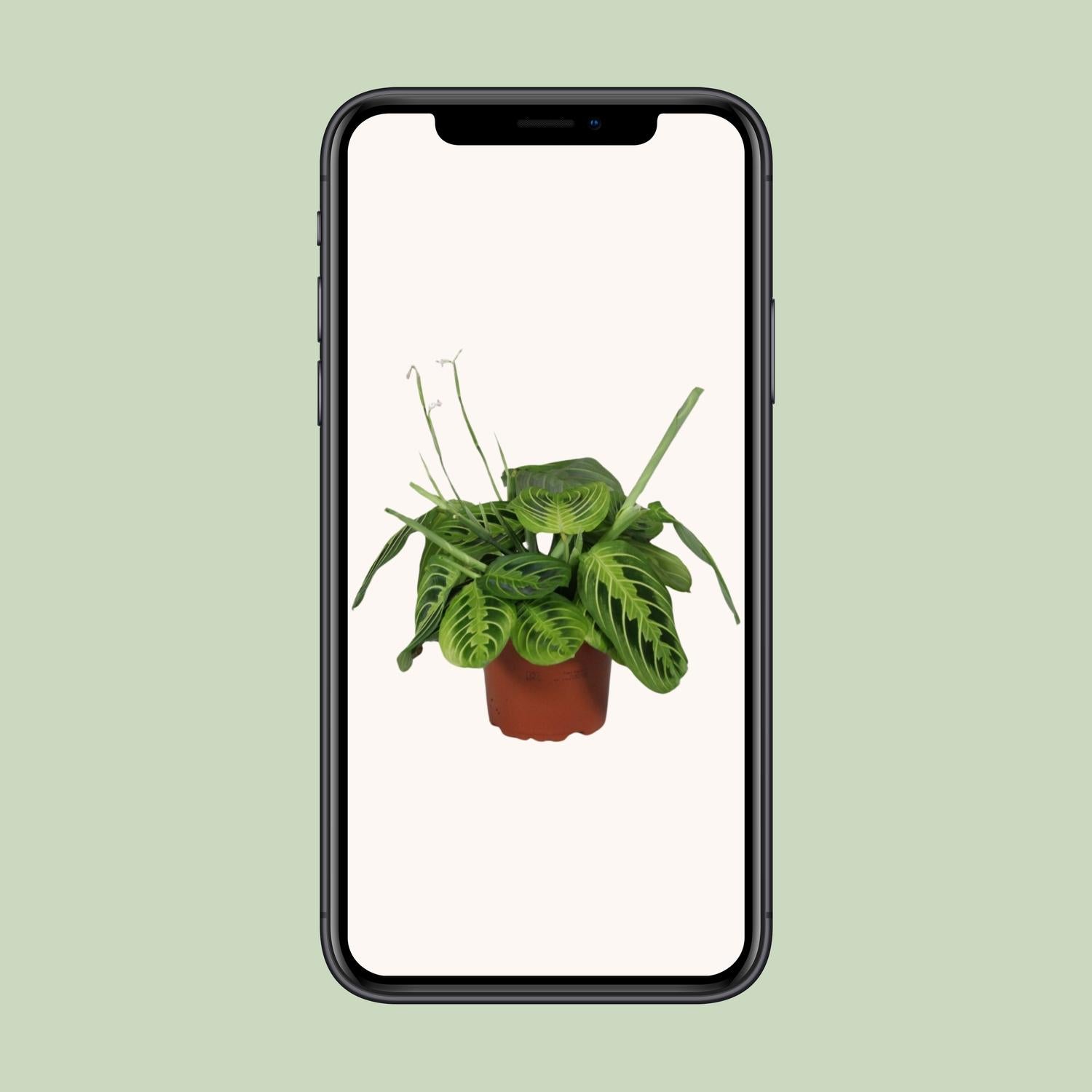 Maranta Leuconeura Fascinator Lemon Lime (Biddende Plant) – Ø12cm ↕30cm | Gemiddeld onderhoud