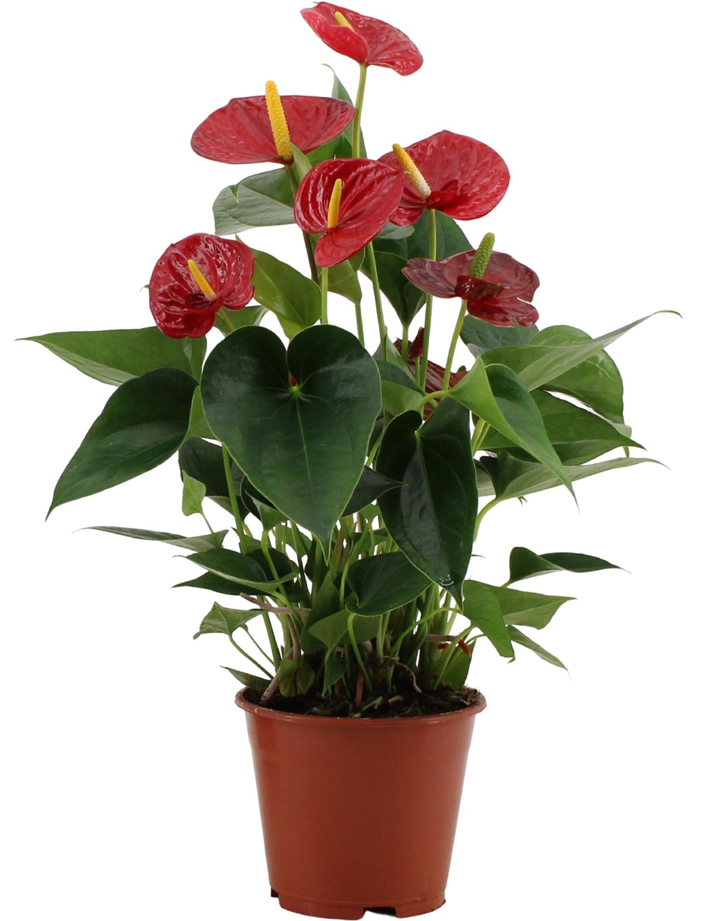 Anthurium Success Red in Transparent Sleeve – Ø14cm ↕43cm | Average maintenance