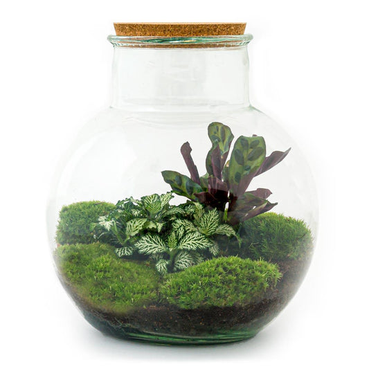 🌿🛠️ DIY Terrarium Teddy – 26.5 cm – Includes rake &amp; shovel