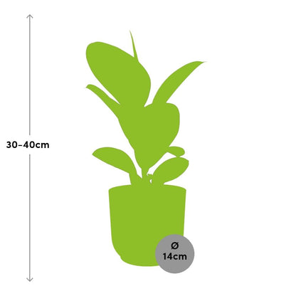 Ficus elastica 'Robusta' in ELHO Vibes Fold 14cm – Pink | Average maintenance