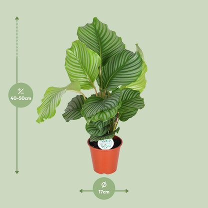 Calathea Orbifolia (Peacock Plant) – Ø17cm ↕60cm | Average maintenance