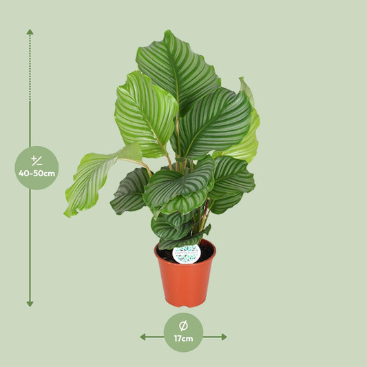 Calathea Orbifolia (Peacock Plant) – Ø17cm ↕60cm | Average maintenance