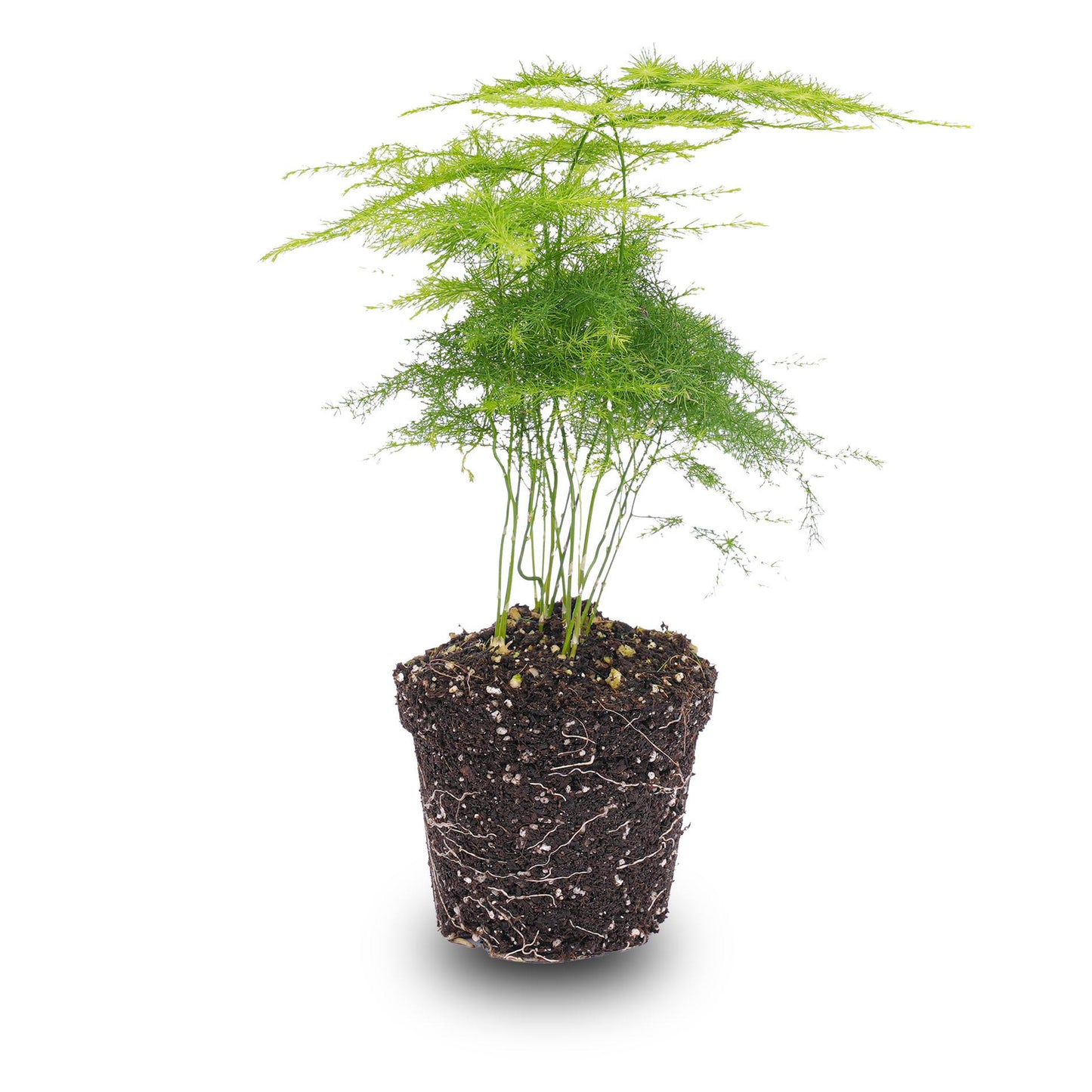 Asparagus setaceus 'Plumosus' – Asparagus ornamental – Terrarium plant | The cloud of green – Average maintenance