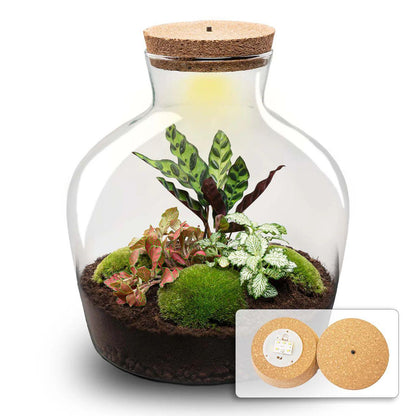 🪴 DIY Terrarium Fat Joe – Red – 30 cm