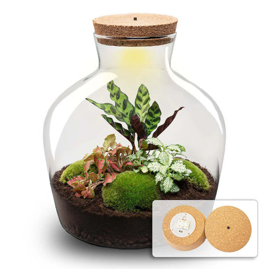 🪴 DIY Terrarium Fat Joe – Red – 30 cm