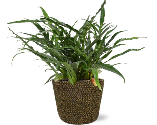 Aglaomorpha coronans – Ø17cm ↕45cm + Selin Pot D18x16cm (Black) | Average maintenance