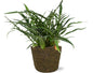 Aglaomorpha coronans – Ø17cm ↕45cm + Selin Pot D18x16cm (Black) | Average maintenance