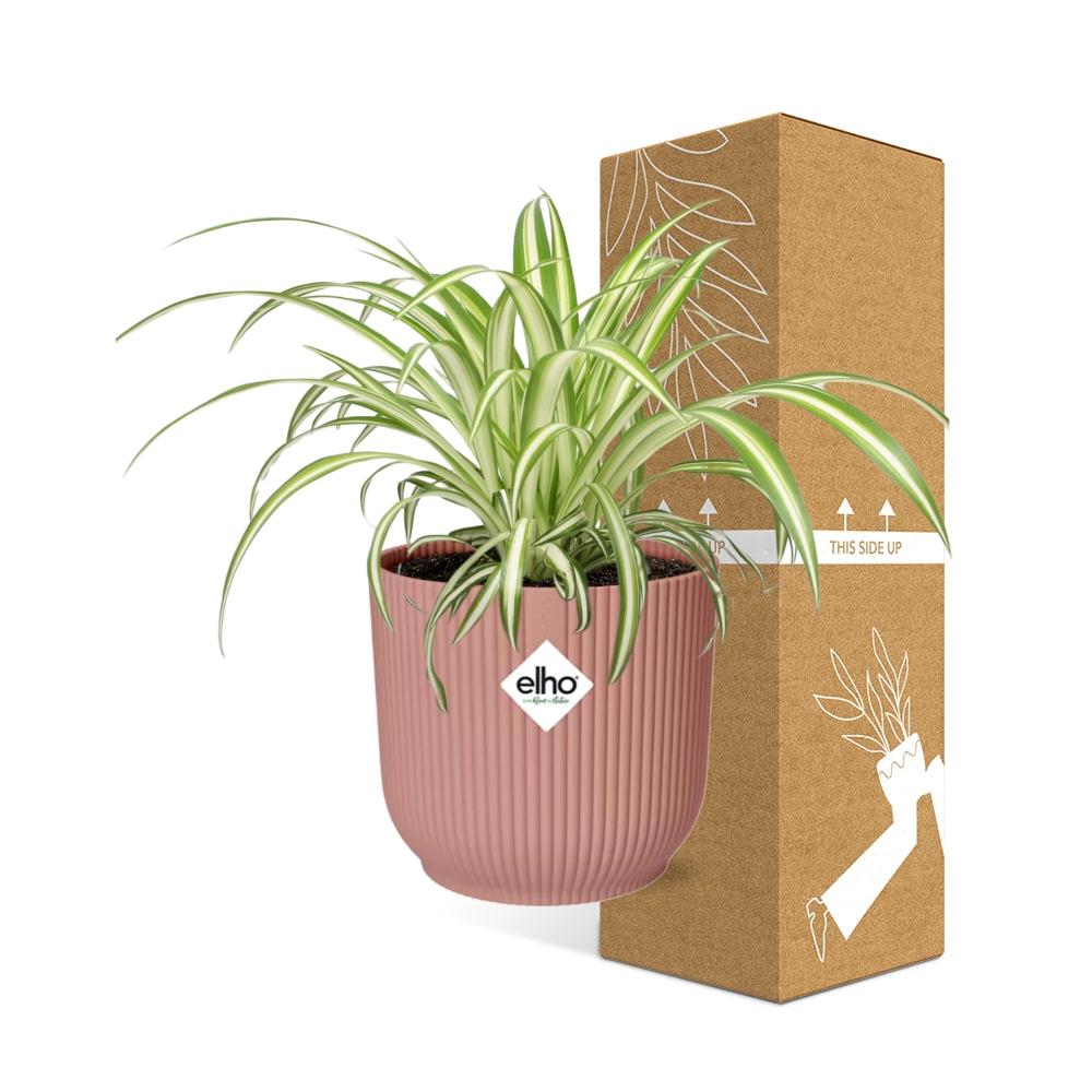 Chlorophytum comosum 'Variegatum' in ELHO Vibes Fold 14cm pink | Swinging shoots – Easy care