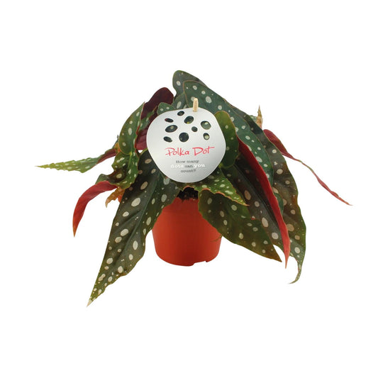 Begonia Maculata - Ø12cm - ↕20cm | The polka dot queen – Average maintenance