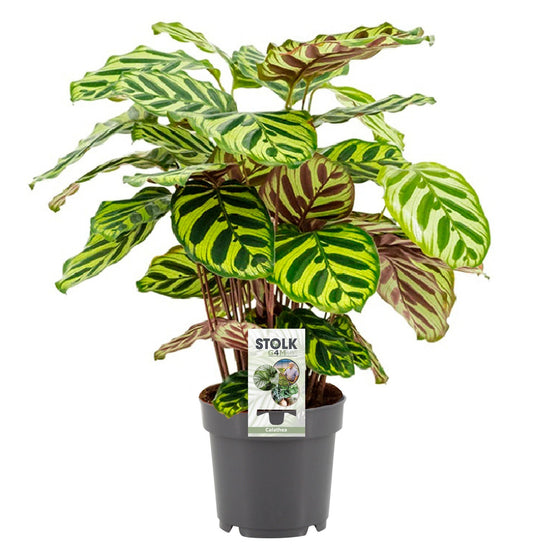 Calathea makoyana – Ø14cm ↕45cm | Average maintenance