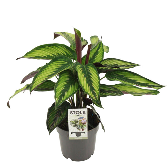 Calathea majestica 'Princeps' – Ø14cm ↕45cm | Average maintenance