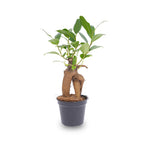 Ficus Ginseng bonsai – Microcarpa – Potmaat Ø6 cm | De pocket-zenmeester – Gemiddeld onderhoud