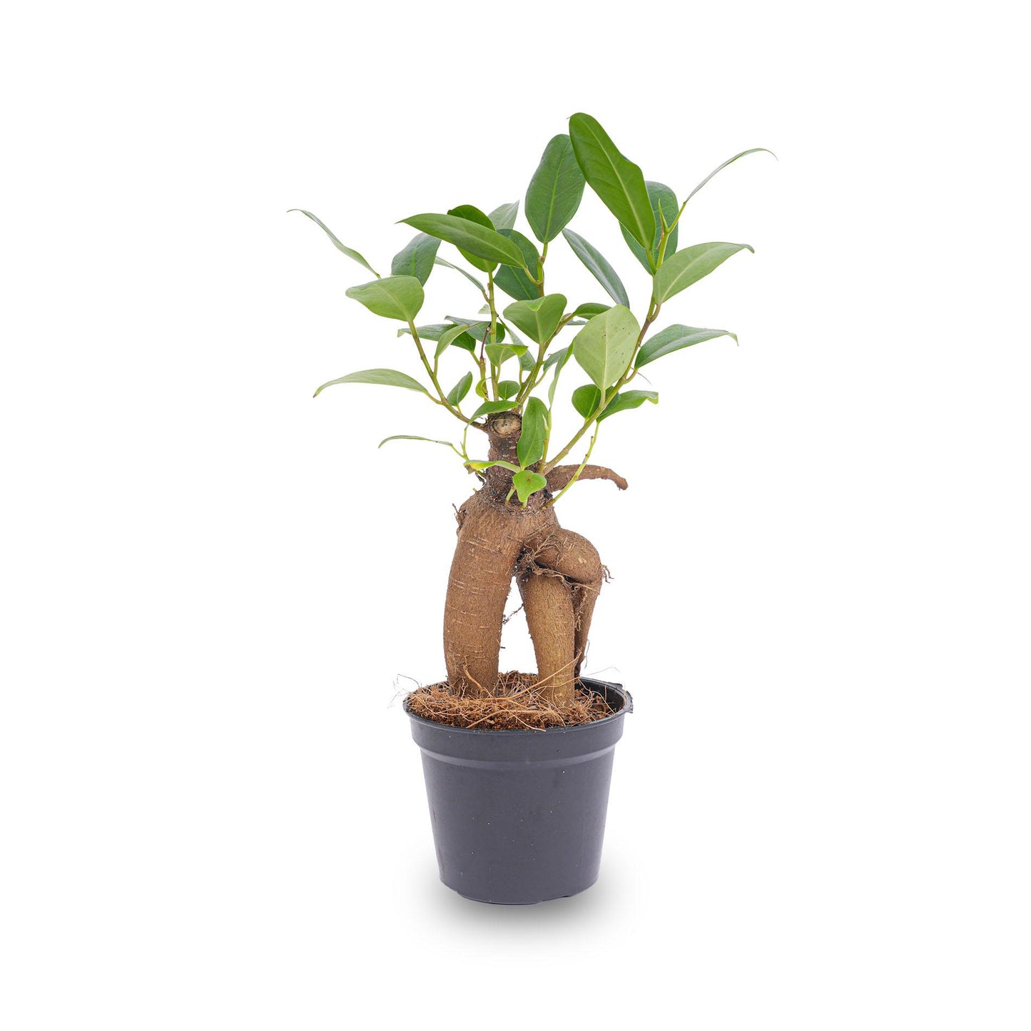 Ficus Ginseng bonsai – Microcarpa – Pot size Ø6 cm | The pocket Zen master – Average maintenance