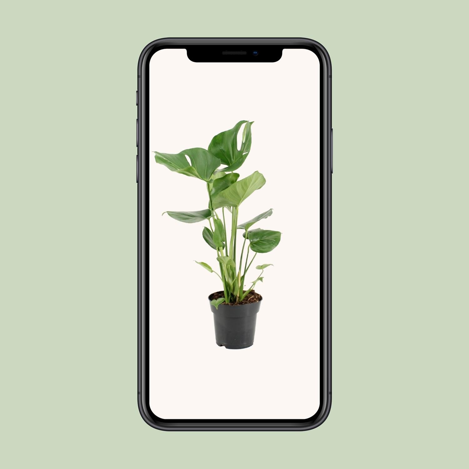 Monstera Deliciosa – Ø17cm ↕60cm | The iconic 'Swiss cheese plant' – Average maintenance