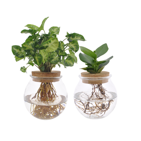Duo Clusia / Syngonium Green Glass Bulbs – 2 pieces – Ø12cm ↕30cm | Easy maintenance