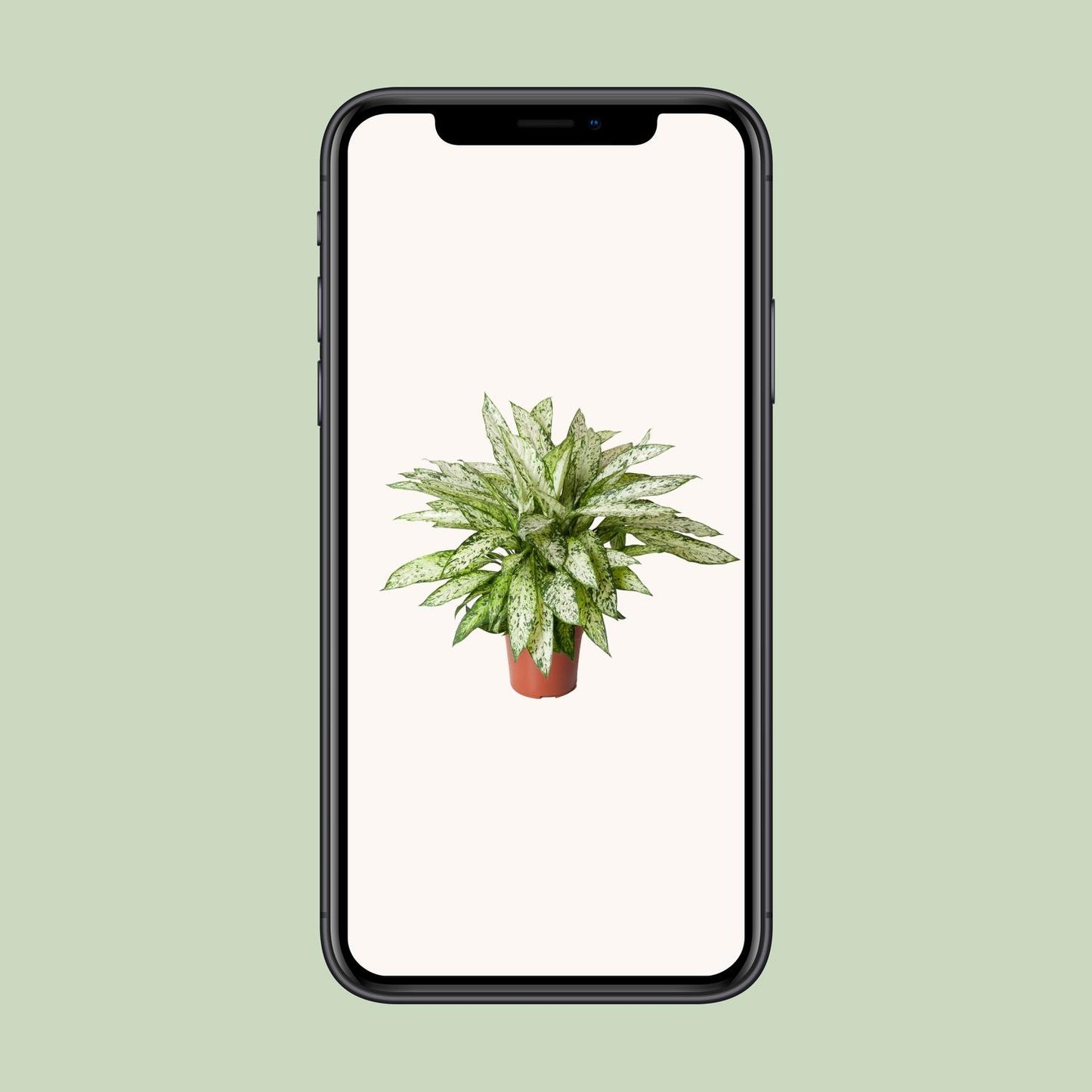 Dieffenbachia Vesuvius - Ø27cm - ↕80cm | The volcano in velvet – Average maintenance