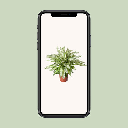 Dieffenbachia Vesuvius - Ø27cm - ↕80cm | The volcano in velvet – Average maintenance