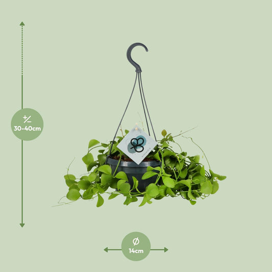 Dischidia Imbricata – Kidney plant Hanging plant Ø14 cm ↕40 cm