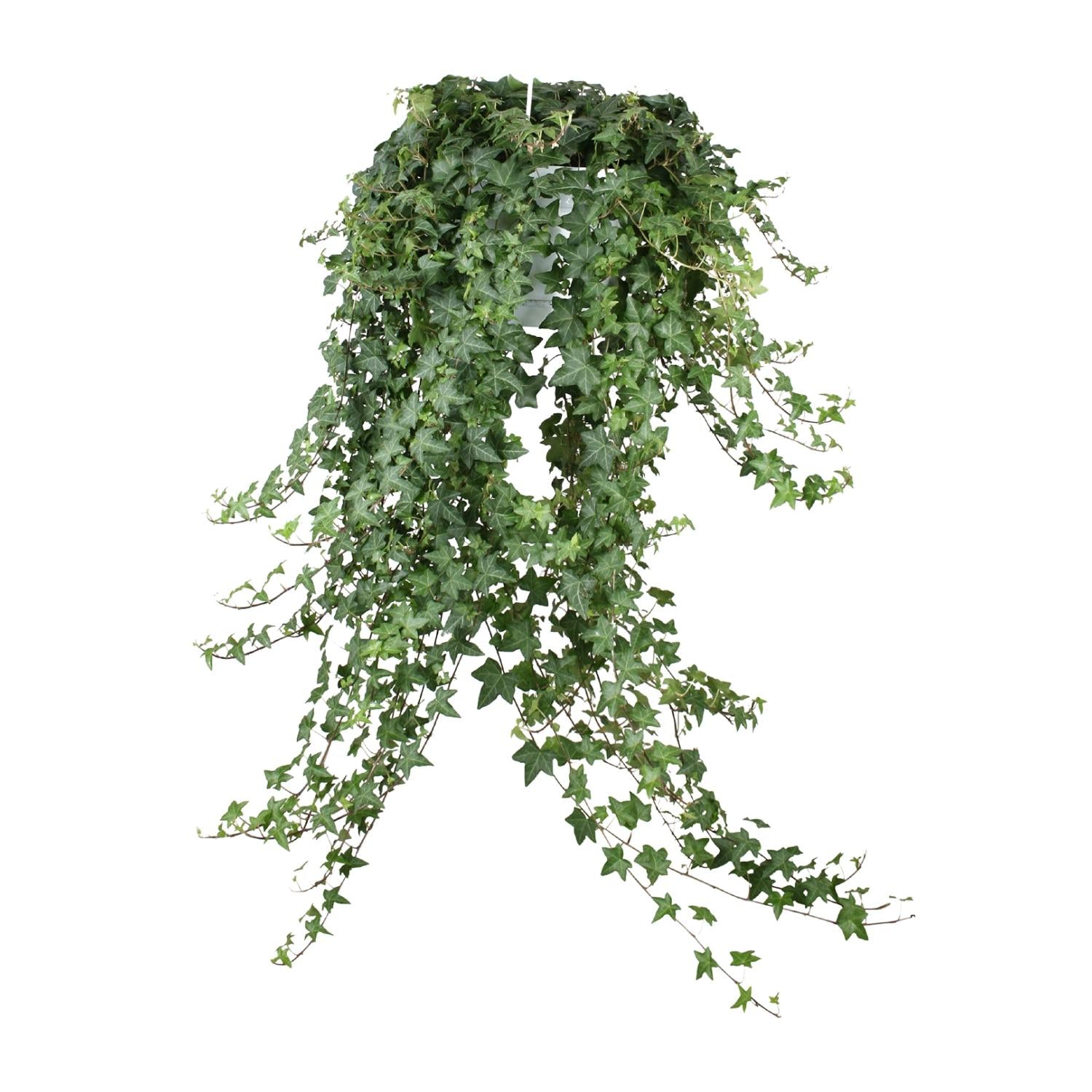 Hedera Ivy – Hanging Ivy Houseplant Ø24 cm ↕70 cm