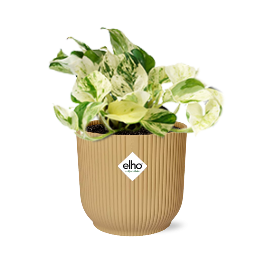 Epipremnum Pinnatum 'Happy Leaf' in ELHO Vibes Fold 14cm yellow | Happy Leaf Bunch – Easy Care