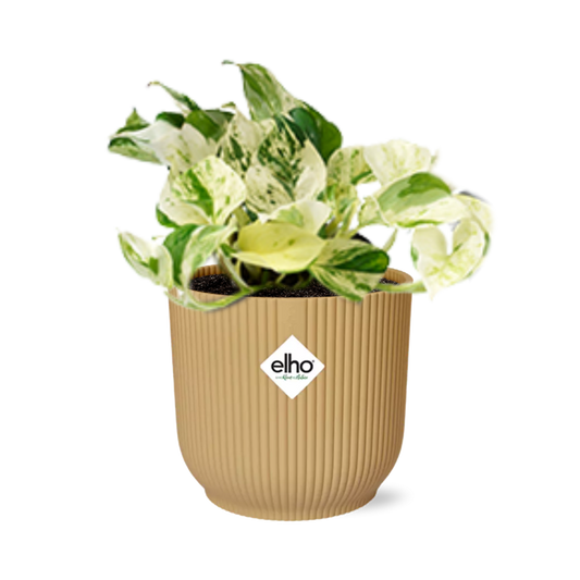Epipremnum Pinnatum 'Happy Leaf' in ELHO Vibes Fold 14cm yellow | Happy Leaf Bunch – Easy Care