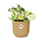 Epipremnum Pinnatum 'Happy Leaf' in ELHO Vibes Fold 14cm yellow | Happy Leaf Bunch – Easy Care