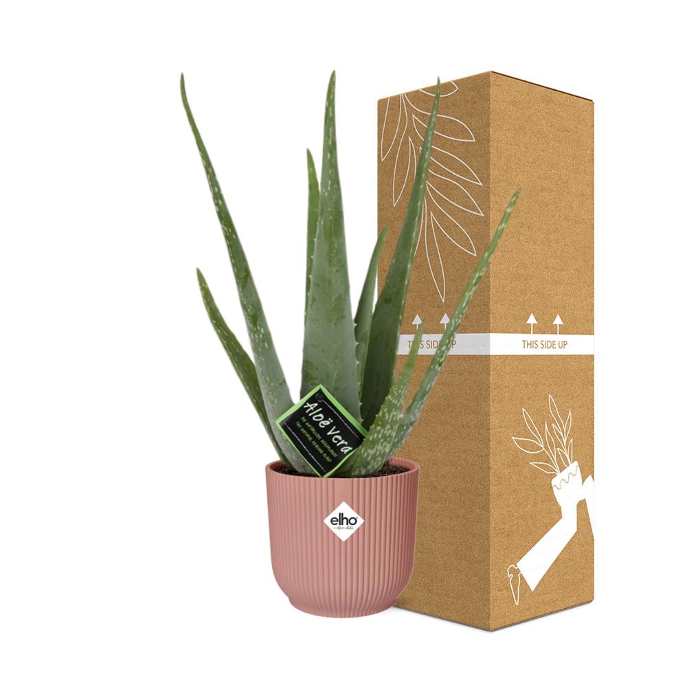 Aloe Vera – Ø12 cm in ELHO Vibes Fold 14 cm pink