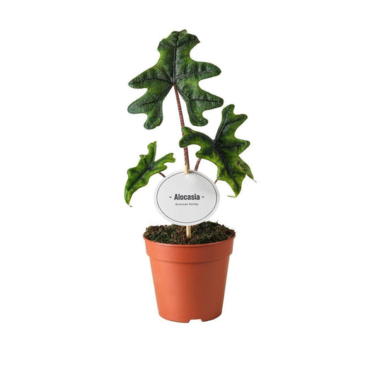 Alocasia Jacklyn – Ø12cm ↕30cm | Average maintenance