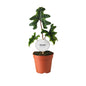 Alocasia Jacklyn – Ø12cm ↕30cm | Average maintenance