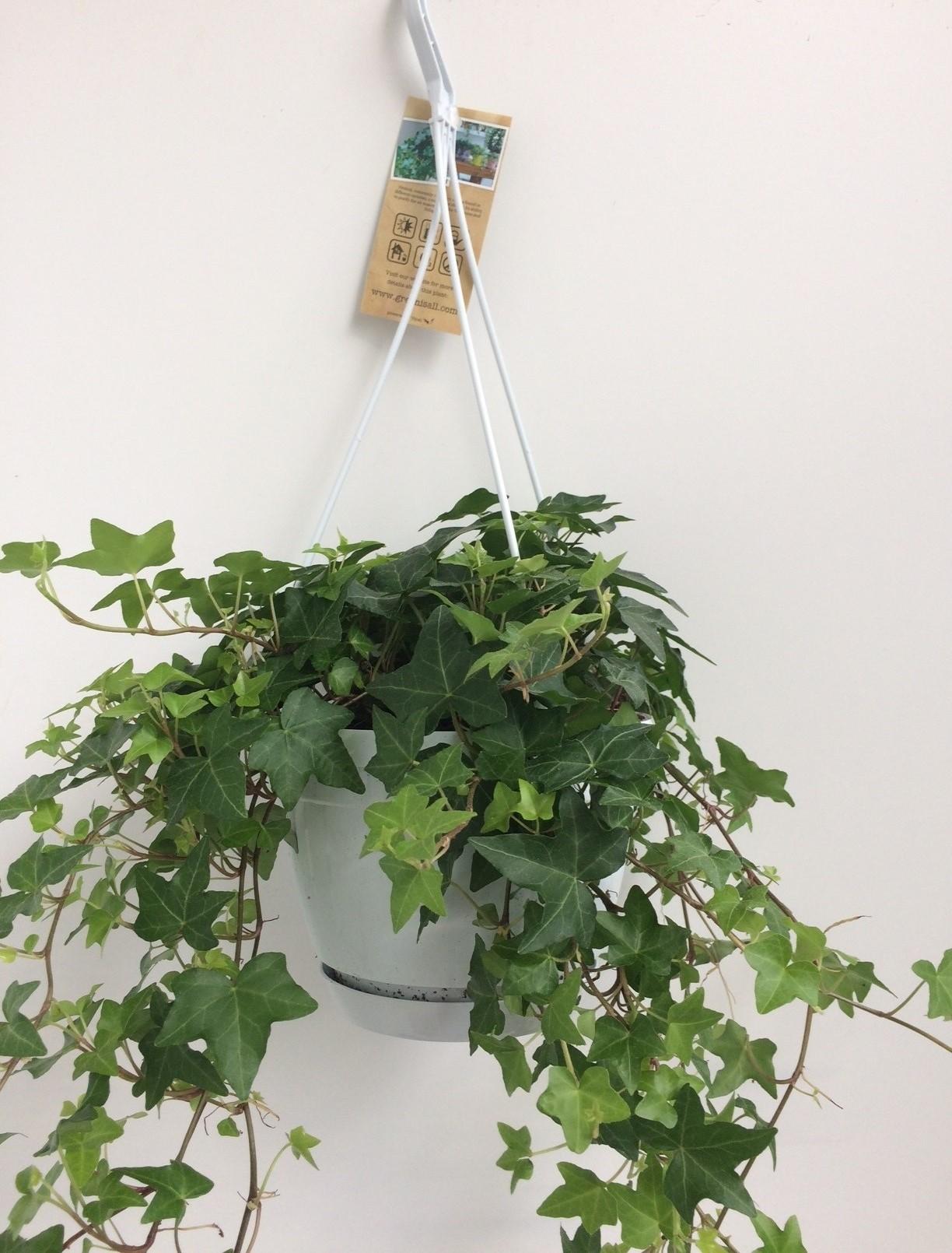 Hedera Helix – Ivy House &amp; Outdoor Plant Ø17 cm ↕45 cm