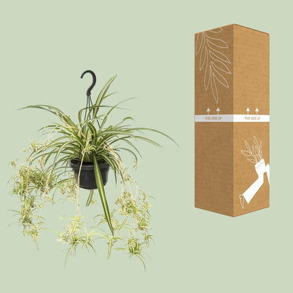 Chlorophytum Comosum Variegatum – Spider Plant Hanging Plant Ø14 cm ↕55 cm