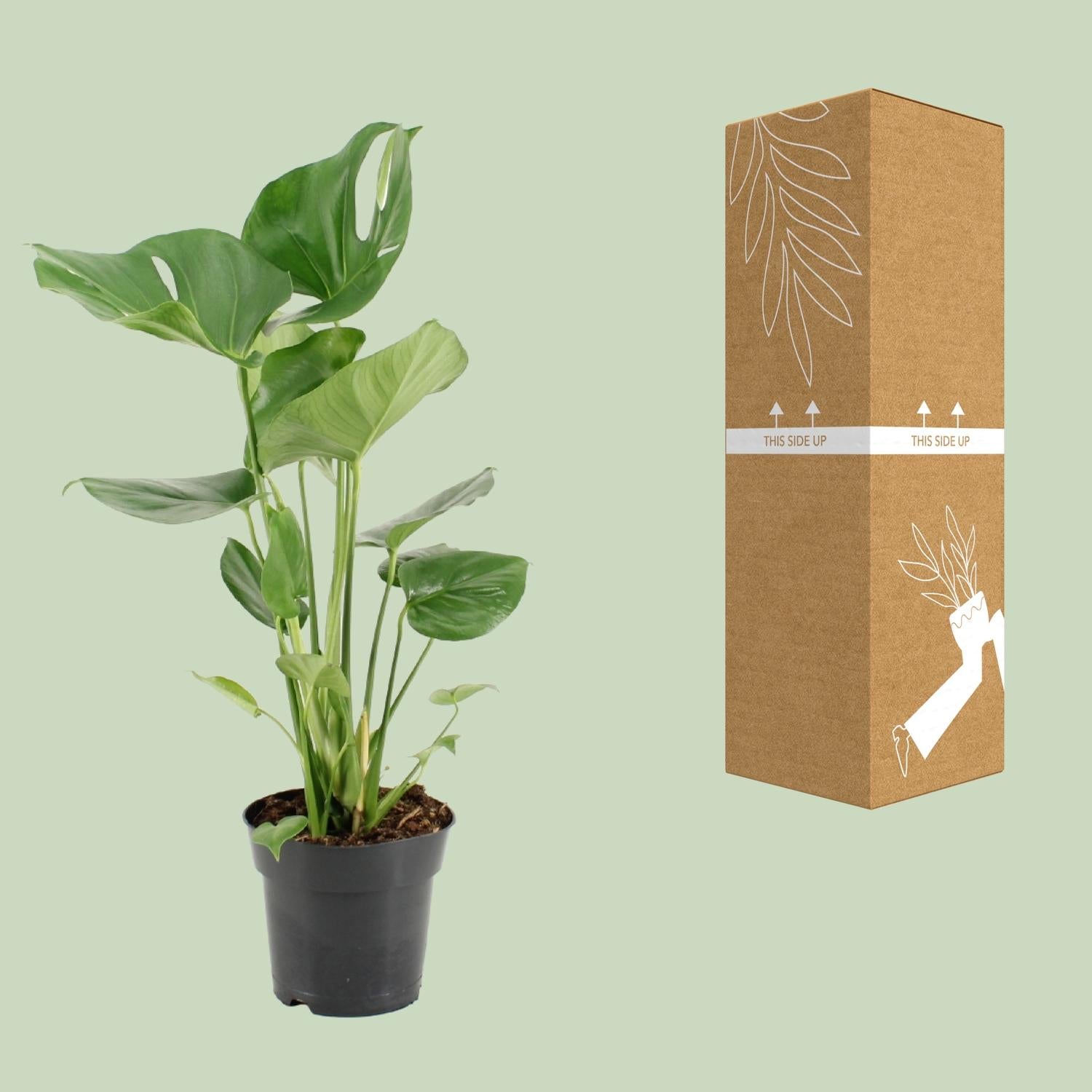 Monstera Deliciosa – Ø17cm ↕60cm | The iconic 'Swiss cheese plant' – Average maintenance