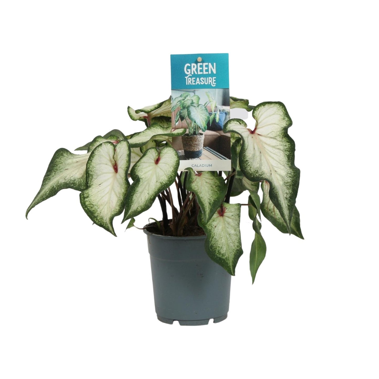 Caladium White - Ø12cm - ↕25cm | The porcelain prince – Challenging maintenance