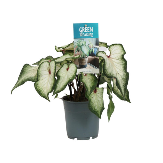 Caladium White - Ø12cm - ↕25cm | The porcelain prince – Challenging maintenance