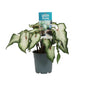 Caladium White - Ø12cm - ↕25cm | The porcelain prince – Challenging maintenance