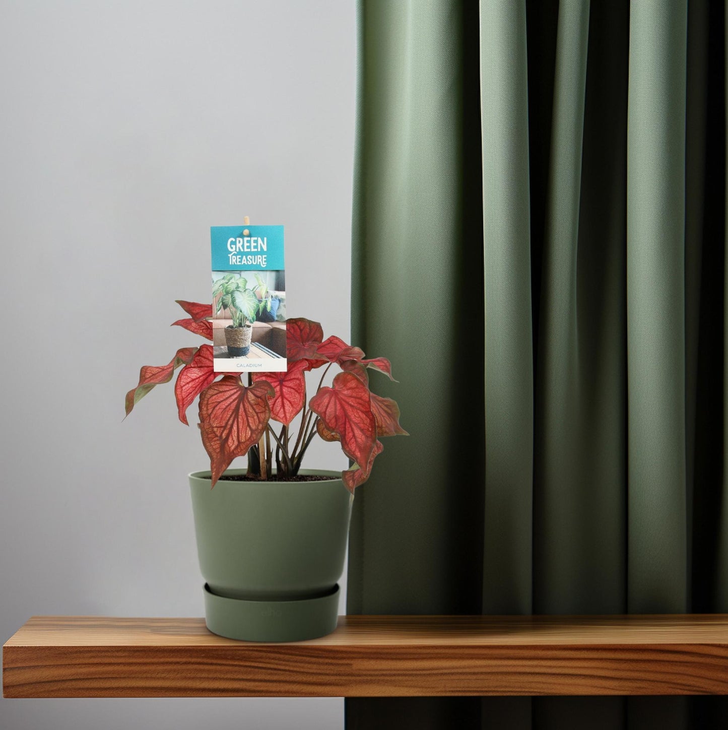 Caladium Red – Ø12cm ↕25cm | Angel wings with attitude – Challenging maintenance