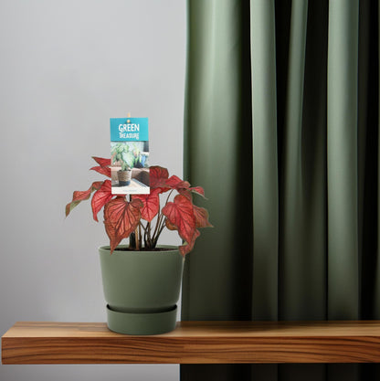 Caladium Red – Ø12cm ↕25cm | Angel wings with attitude – Challenging maintenance