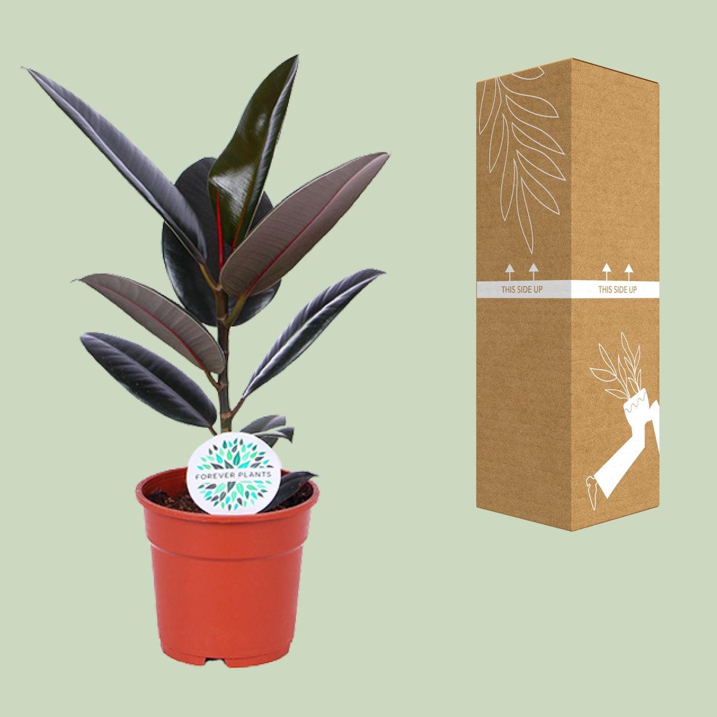 Ficus Elastica Abidjan – Ø17cm ↕55cm | The executive rubber tree – Average maintenance