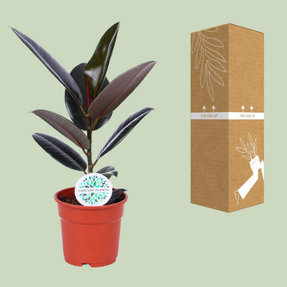 Ficus Elastica Abidjan – Ø17cm ↕55cm | The executive rubber tree – Average maintenance