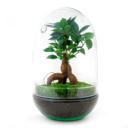 🌿 DIY Terrarium Egg XL – Bonsai – 30 cm