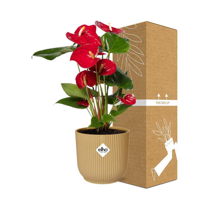 Anthurium Red Ø12 cm in ELHO Vibes Fold 14 cm yellow
