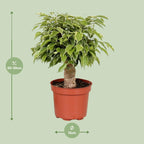 Ficus Benjamina Kinky – Ø12 cm – ↕28 cm